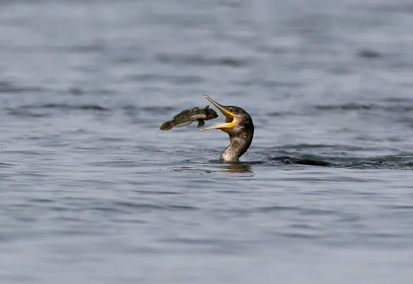 Cormorant Caught Fish Threw Air Comfortably Eat — Stock Photo, Image