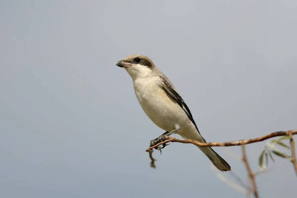 Close Foto Van Kleine Klapekster Lanius Minor Zit Branch Een — Stockfoto