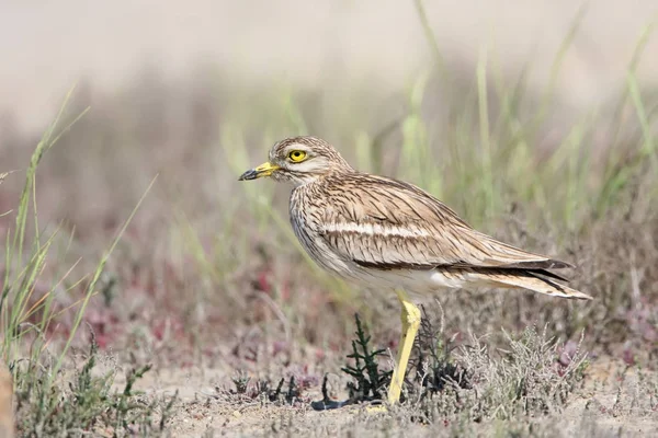 Der Brachvogel Steht Boden Natürlichem Lebensraum — Stockfoto
