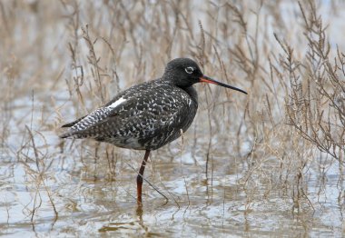 The spotted redshank (Tringa erythropus) the male in the plumage stands in the water among the grass clipart