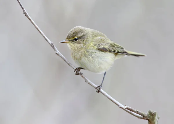 Photo Rapprochée Gale Commune Phylloscopus Collybita Sur Branche Sur Beau — Photo