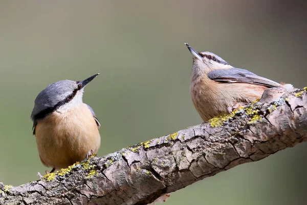 Zwei Eurasische Kleiber Haben Sich Auf Einem Waldtrog Getroffen Und — Stockfoto