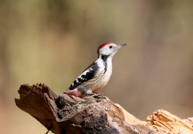 Bir oturum açma bulanık bir açık renkli poz orta benekli ağaçkakan