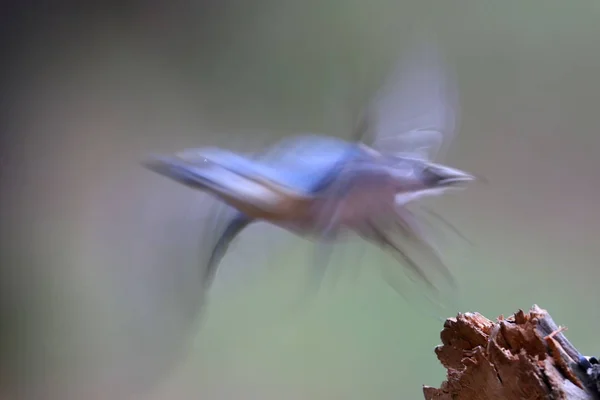 Uzun Bir Pozlama Ile Çekilen Eurasya Sıvacı Kuşu Take Alışılmadık — Stok fotoğraf