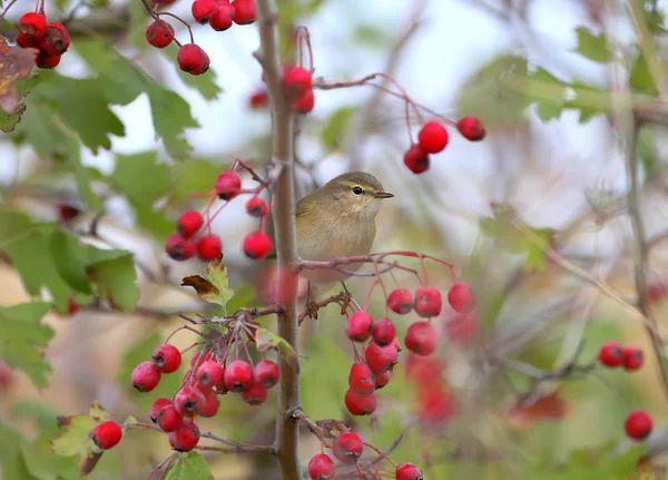 Chiffchaff 열매에 둘러싸인 부시에 — 스톡 사진