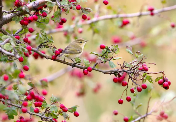 Chiffchaff Comum Bela Luz Solar Macia Bagas Espinheiro Vermelho Arround — Fotografia de Stock