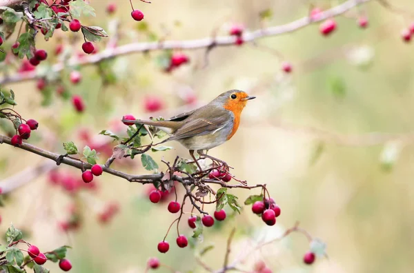 Robin Europeo Erithacus Rubecula Hermosa Luz Del Sol Suave — Foto de Stock