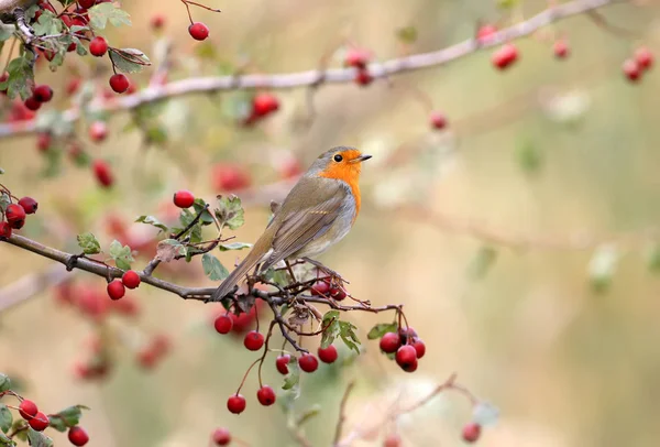 European Robin Est Assis Sur Buisson Aubépine Entouré Baies Rouge — Photo