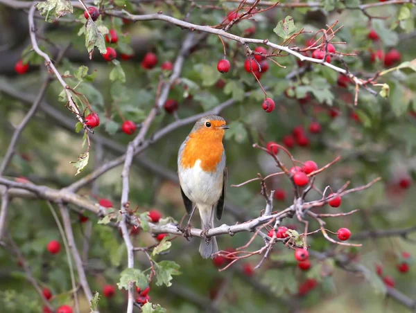 Robin Europeu Senta Arbusto Espinheiro Cercado Por Bagas Vermelhas Brilhantes — Fotografia de Stock