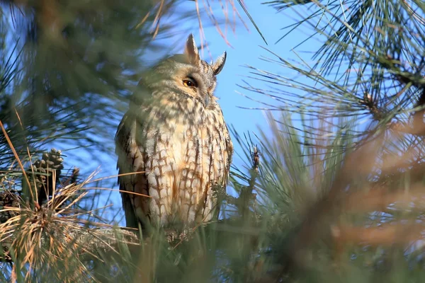 Hibou Des Marais Cache Dans Les Branches Pin Jour — Photo