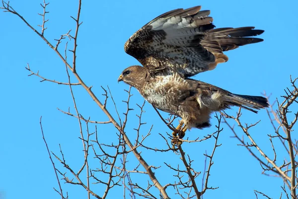 Une Buse Commune Tente Voler Partir Branches Arbres Minces — Photo