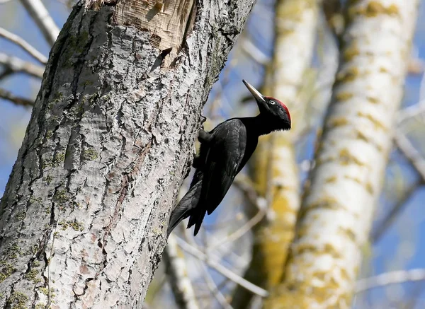 Kara ağaçkakan (Dryocopus martius) mavi gökyüzü karşı bir ağaçta oturuyor