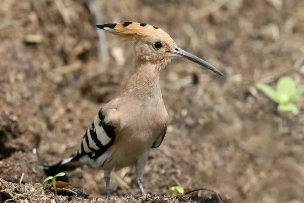 Very Close Photo Hoopoe Stands Ground — Stock Photo, Image