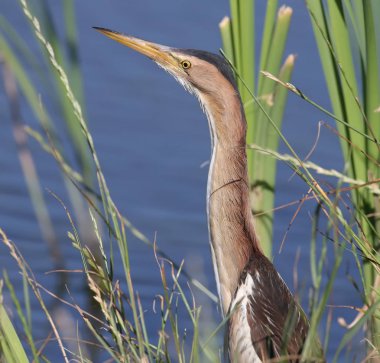 Bir kadın küçük Balaban bir kamış dallarda oturur 