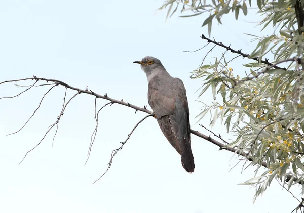 Bayağı Guguk Cuculus Canorus Mavi Gökyüzü Karşı Bir Şube Oturur — Stok fotoğraf