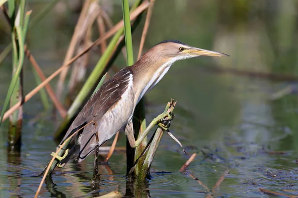 Een Vrouwelijke Woudaap Zit Takken Van Een Riet — Stockfoto