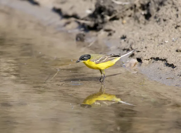 Blackheaded Wagtail Stands Water Lake Looks Camera — Stock Photo, Image