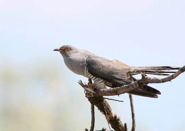 Cuco Comum Cuculus Canorus Senta Galho Contra Céu Azul Foto — Fotografia de Stock