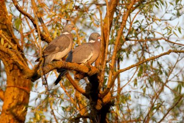 Bir çift tahtalı yumuşak sabah ışık ağacında oturur