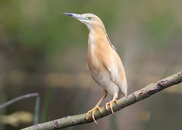 Squacco Heron Stands Branch Blurred Green Background Close Shot — Stock Photo, Image