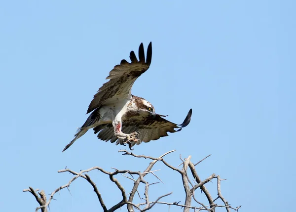 Osprey Com Uma Pata Ferida Senta Uma Árvore Com Espinhos — Fotografia de Stock