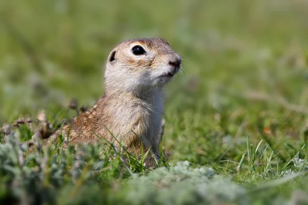 Speckled Ground Squirrel Sitting Ground Close Portrait — Stock Photo, Image