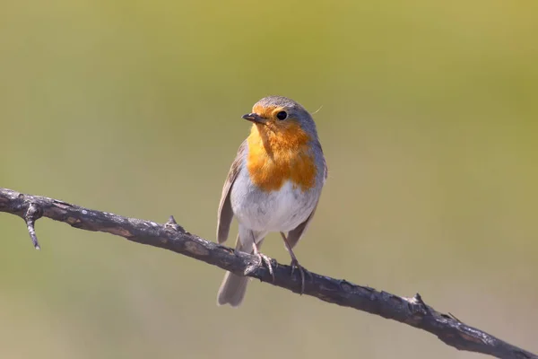 European Robin Tient Sur Une Bûche Brûlée Sur Fond Flou — Photo