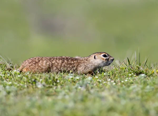 Speckled Ground Squirrel Blade Grass His Mouth Sitting Ground — Stock Photo, Image