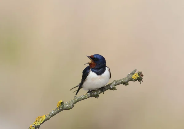One Barn Swallow Open Beak Sits Branch Beige Blurred Background — Stock Photo, Image