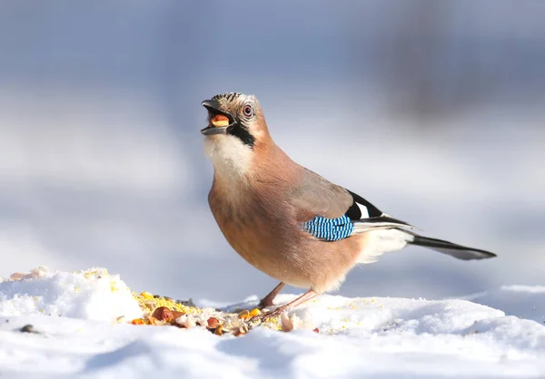The Eurasian jay sits on the snow and tries to swallow the hazelnuts. Close-up photo with details of plumage and iris