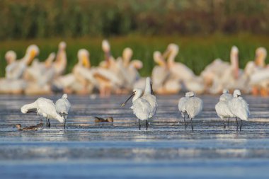 Avrupa spoonbills küçük bir sürü su büyük bir Pelikan sürüsü karşı duruyor