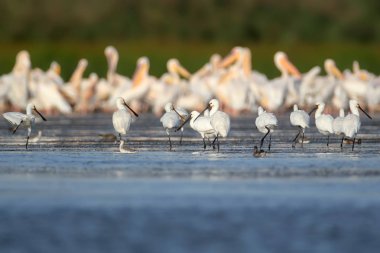 Avrupa spoonbills küçük bir sürü su büyük bir Pelikan sürüsü karşı duruyor