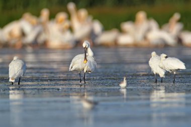 Avrupa spoonbills küçük bir sürü su büyük bir Pelikan sürüsü karşı duruyor