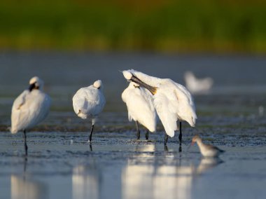 Close-Up Avrasya spoonbills portre üzerinde arka plan bulanık. Kuş tüyü ve tanımlayıcı özellik ayrıntılarını açıkça görülebilir.