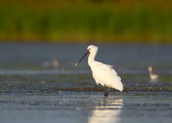 Närbild Ett Eurasiska Spoonbills Porträtt Suddig Bakgrund Detaljerna Fjäderdräkten Och — Stockfoto