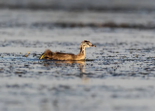 Een Jonge Grote Fuut Drijft Onder Aquatische Vegetatie — Stockfoto