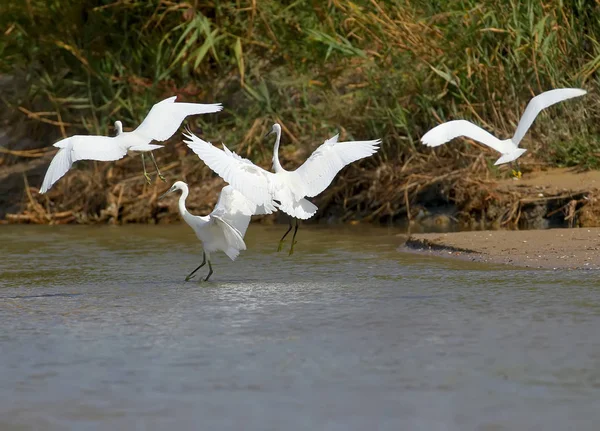 Group Little White Herons Flies Creek Search Fish — Stock Photo, Image