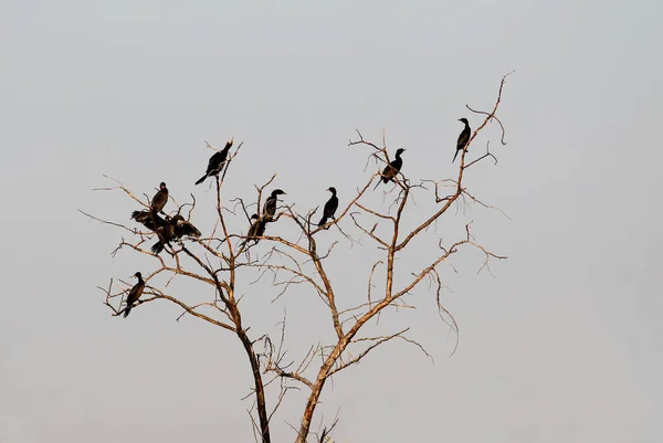 Liten Flock Littlel Skarvar Sitter Ett Torrt Träd Mot Himlen — Stockfoto