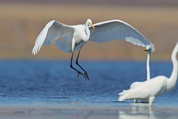 Der Silberreiher Landet Auf Dem Blauen Wasser Neben Anderen Vögeln — Stockfoto