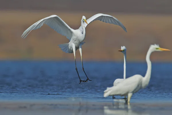 The Great Egret lands on the blue water next to other birds and close to them