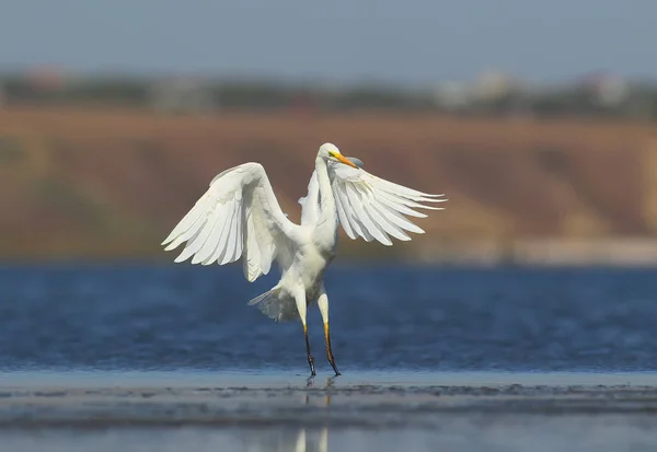 Der Silberreiher Landet Auf Dem Blauen Wasser Neben Anderen Vögeln — Stockfoto