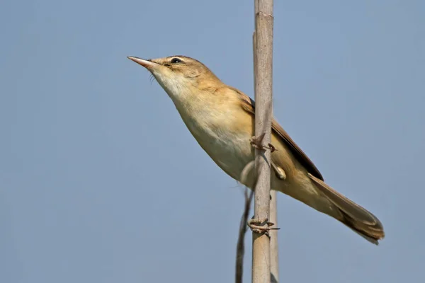 Paddyfield Warbler Acrocephalus Agricola Primer Plano Desde Abajo — Foto de Stock