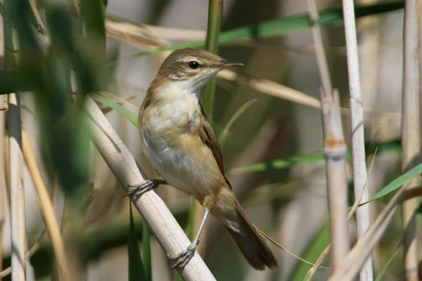 Doğu Kamışçını Acrocephalus Agricola Yakın Çekim Çekim Önden — Stok fotoğraf