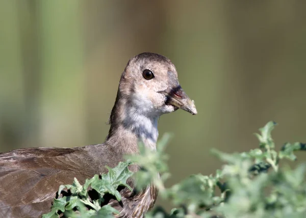 Giovane Ritratto Vicino Moohren Sfondo Verde Sfocato — Foto Stock