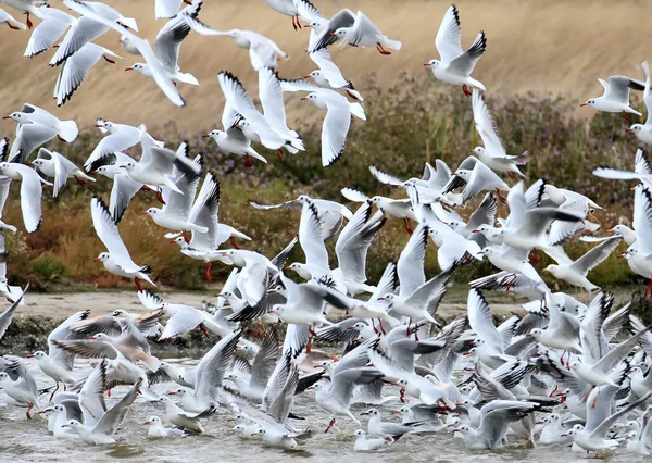 Una Gran Bandada Gaviotas Cabeza Negra Vuelo — Foto de Stock