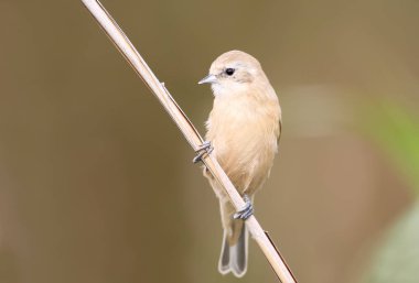 Genç pendilin baştankara reed kahverengi bulanık arka plan üzerinde oturur. 