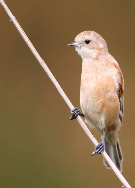 Young Pendilin Tit Sits Reed Brown Blurred Background Close Detailed — Stockfoto