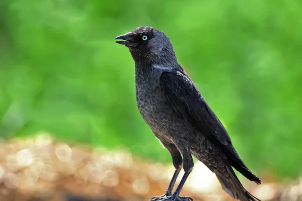 Западный Jackdaw Coloeus Monedula Сидит Земле Размытом Зеленом Фоне — стоковое фото