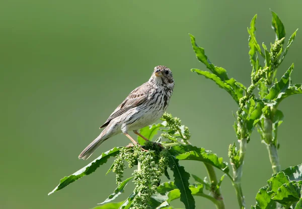 Close Portrait Corn Bunting Sits Green Grass Blurred Green Background — Stock Photo, Image