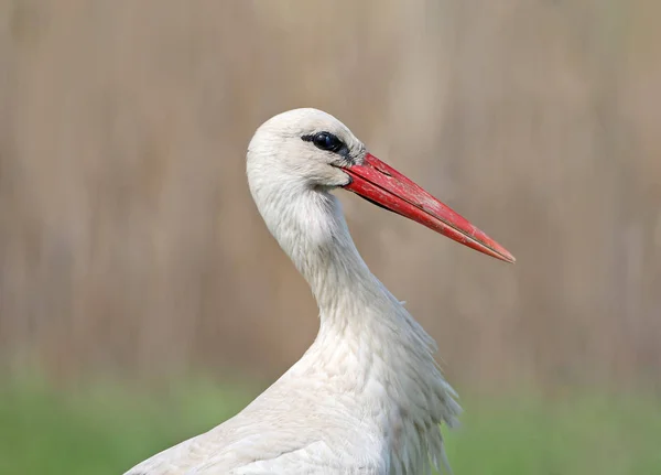 Foto Cercana Cabeza Cuello Cigüeña Blanca Sobre Fondo Borroso Color —  Fotos de Stock